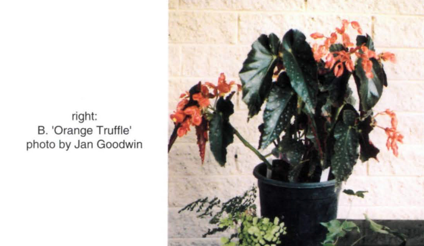 B. ‘Orange Truffle’